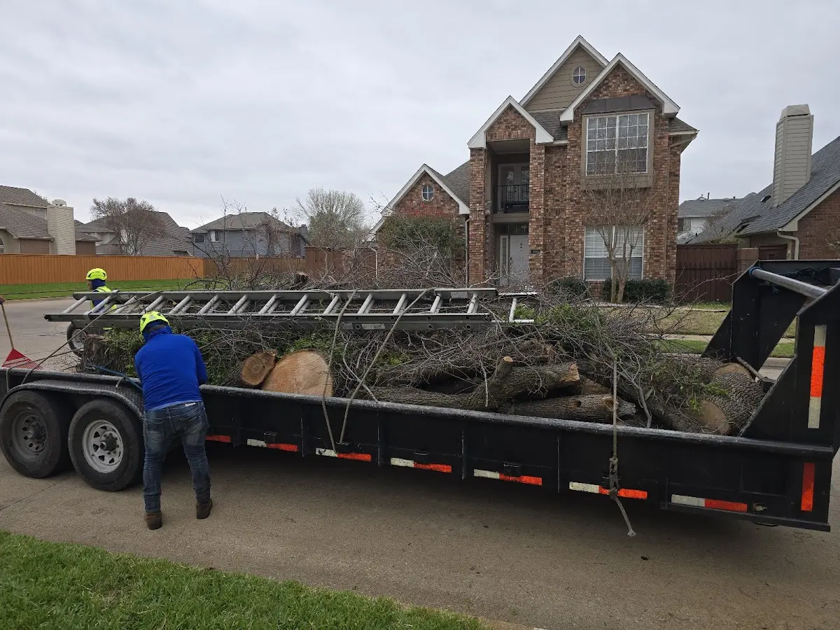 Expert Tree Removal with proper safety equipment in Campbell